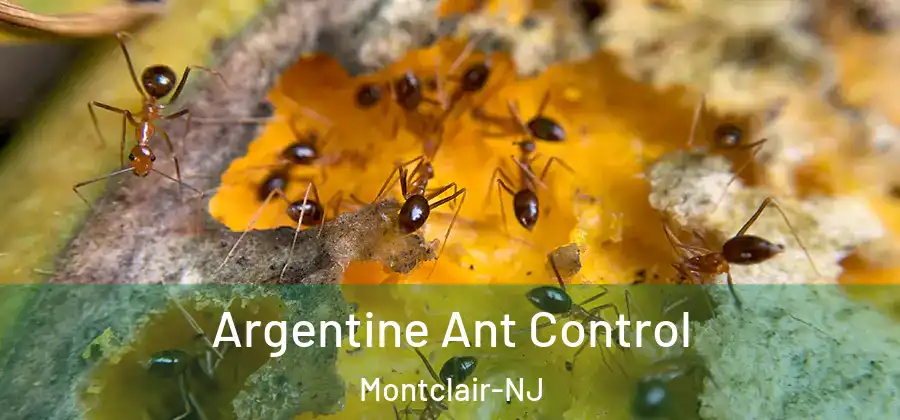 Argentine Ant Control Montclair-NJ