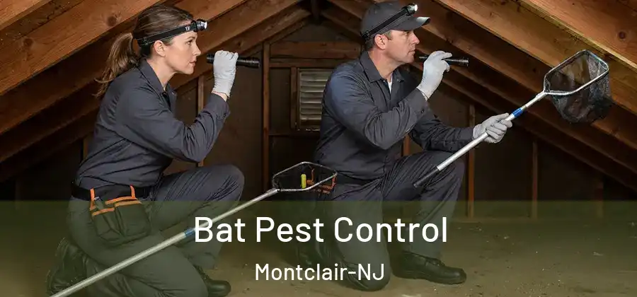 Bat Pest Control Montclair-NJ