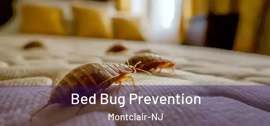Bed Bug Prevention Montclair-NJ