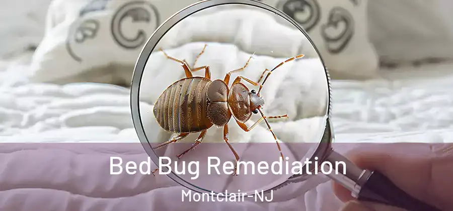 Bed Bug Remediation Montclair-NJ