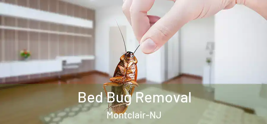Bed Bug Removal Montclair-NJ