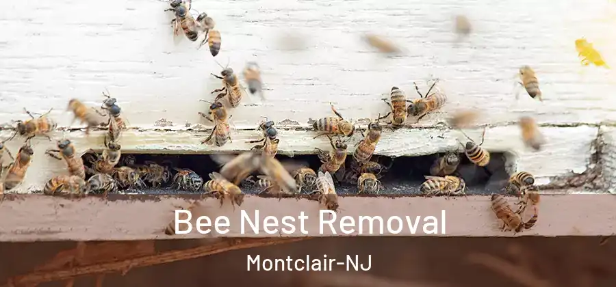 Bee Nest Removal Montclair-NJ