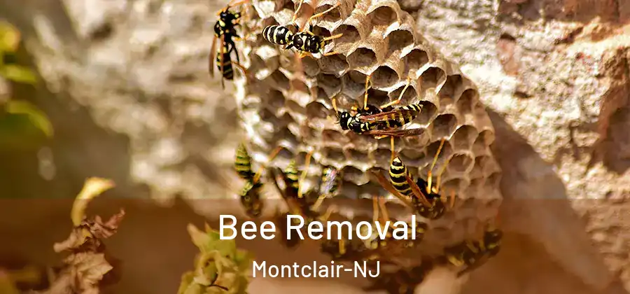  Bee Removal Montclair-NJ