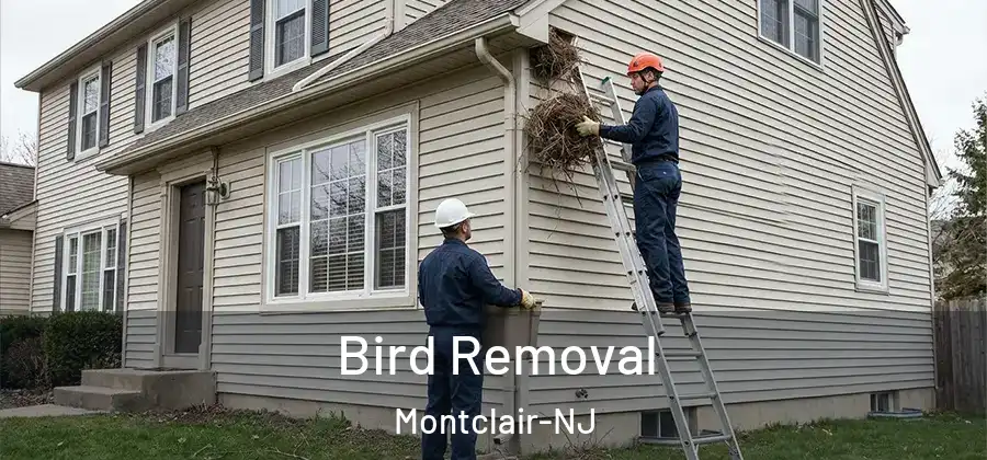 Bird Removal Montclair-NJ