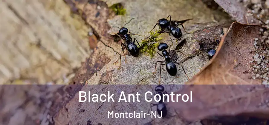 Black Ant Control Montclair-NJ