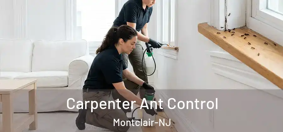 Carpenter Ant Control Montclair-NJ