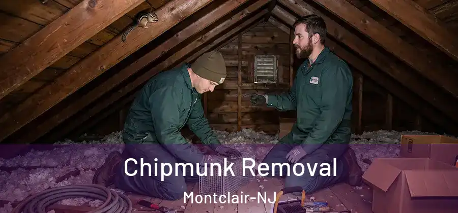 Chipmunk Removal Montclair-NJ