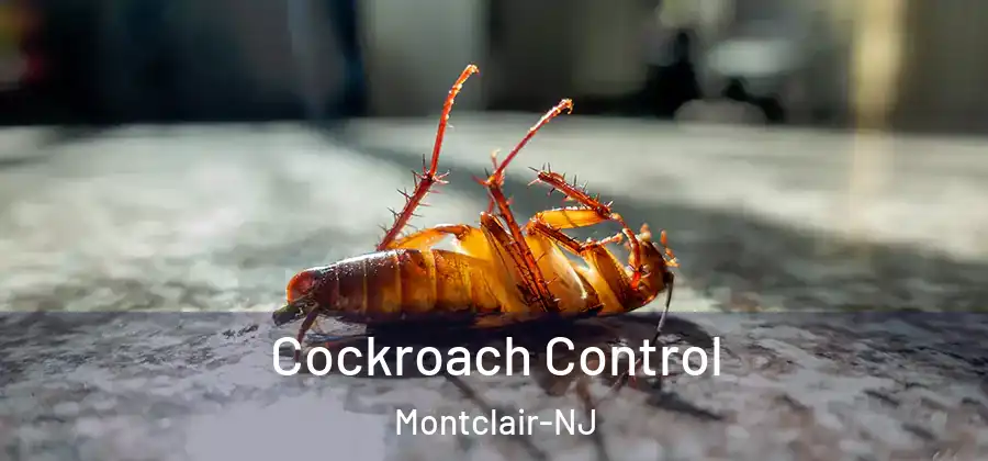 Cockroach Control Montclair-NJ