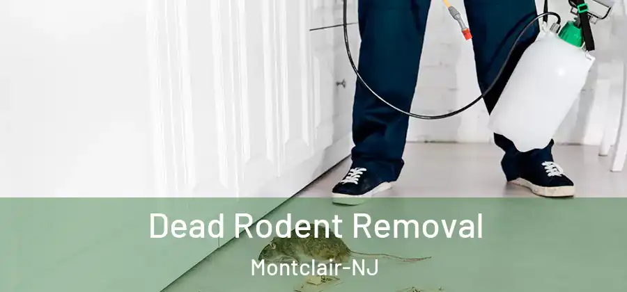 Dead Rodent Removal Montclair-NJ