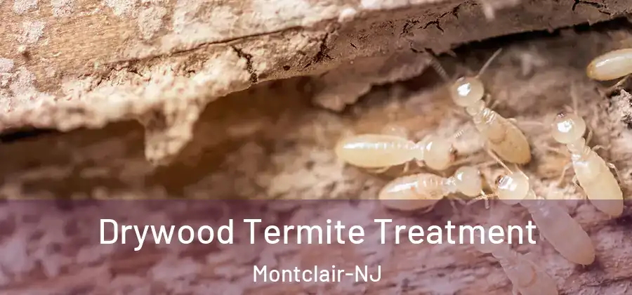  Drywood Termite Treatment Montclair-NJ