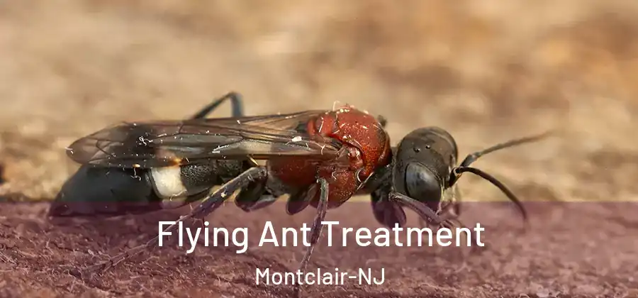  Flying Ant Treatment Montclair-NJ