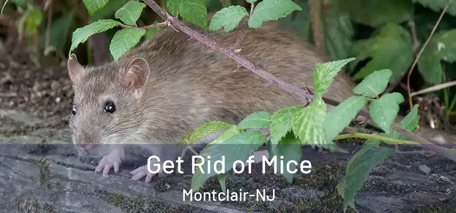 Get Rid of Mice Montclair-NJ