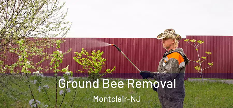 Ground Bee Removal Montclair-NJ