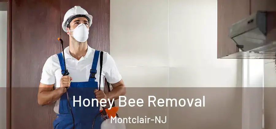  Honey Bee Removal Montclair-NJ