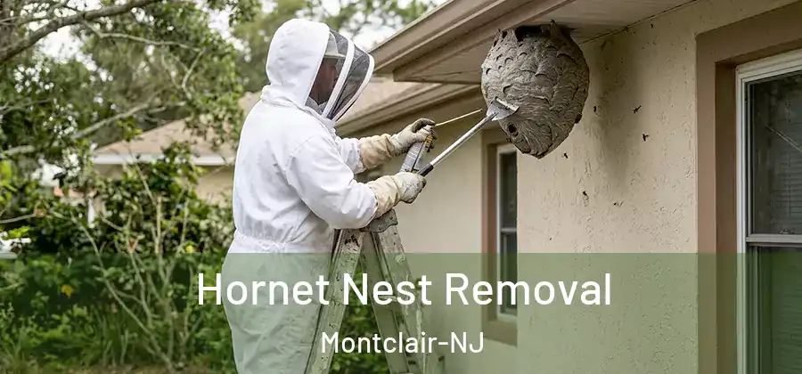Hornet Nest Removal Montclair-NJ