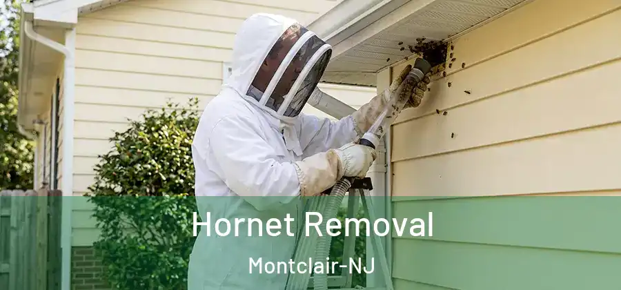 Hornet Removal Montclair-NJ