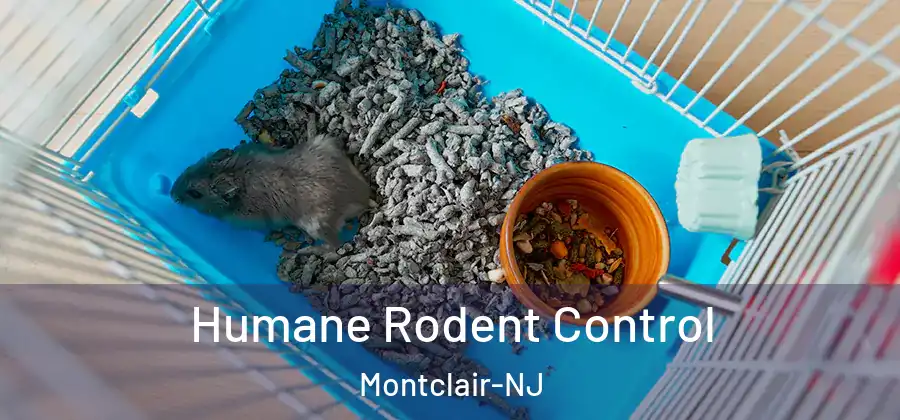 Humane Rodent Control Montclair-NJ