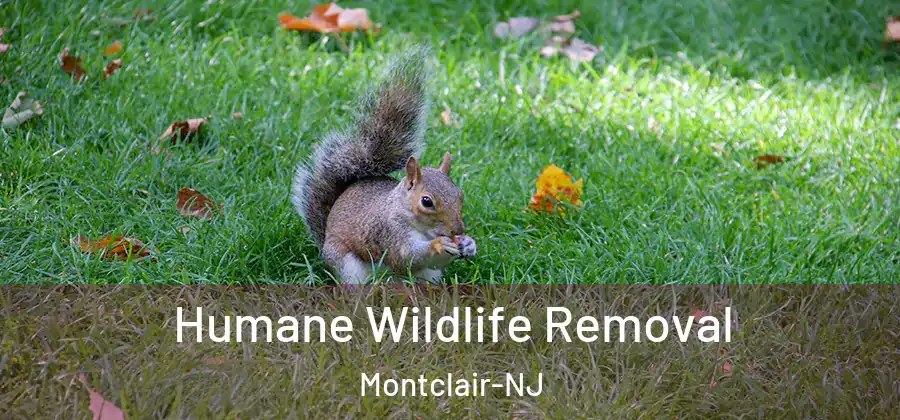  Humane Wildlife Removal Montclair-NJ