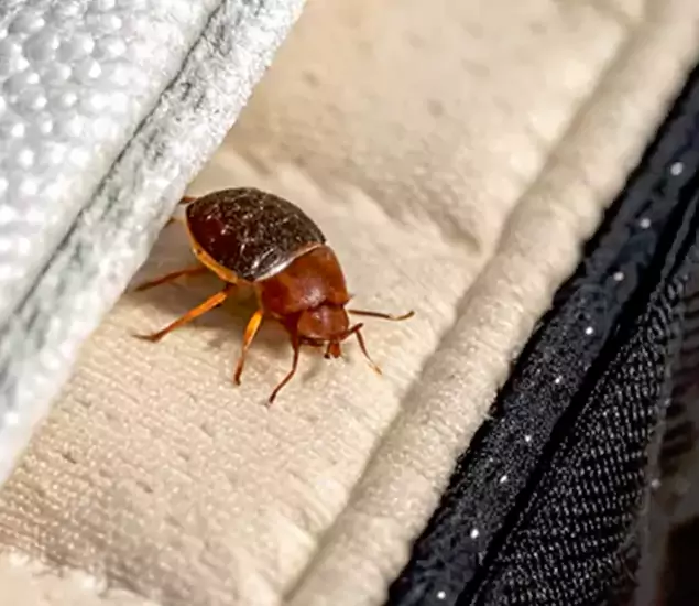 Trusted Bed Bug Prevention Specialists in Montclair, NJ