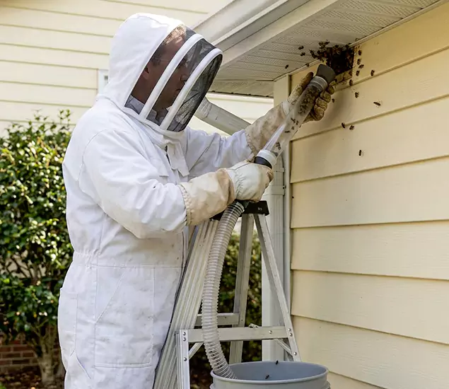 Your Affordable Bee Removal Company in Montclair, NJ