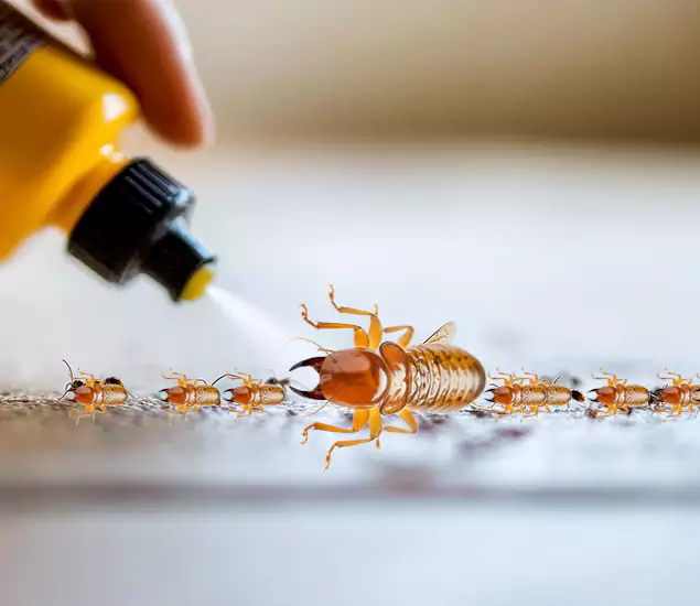 Reliable Bora Care Termite Experts in Montclair, NJ