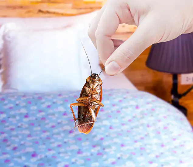Expert Roach Control Services: Your Cockroach Pest Control in Montclair, NJ