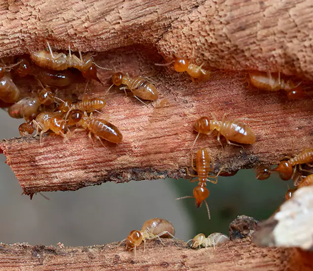 About Our Drywood Termite Treatment Experts in Montclair, NJ