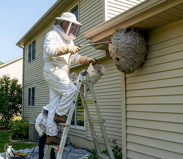 Expert Wasp Nest Removal: Your Local Wasp Nest Removal Company in Montclair, NJ