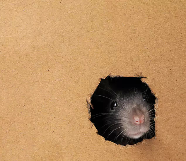 Rats in Attic Removal Experts in Montclair, NJ