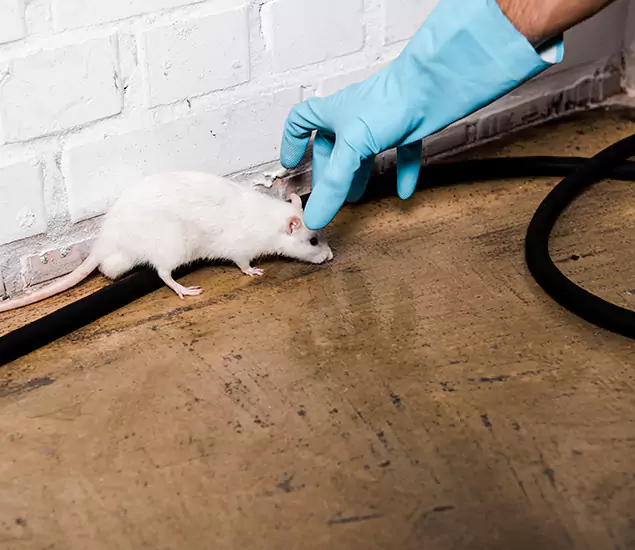 Your Pest Control Partner in Montclair, NJ