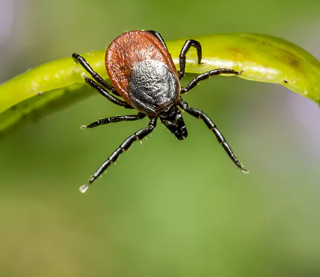 Your Trusted Tick Pest Control in Montclair, NJ