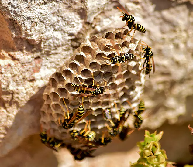 Your Best Wasp Removal Company in Montclair, NJ