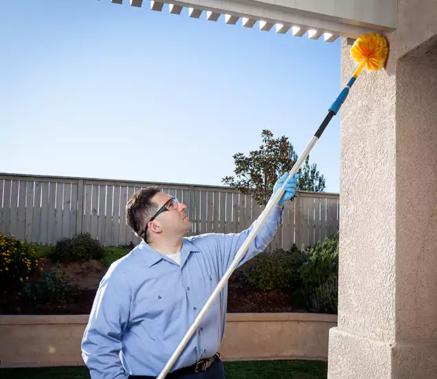 Your Trusted Wasp Removal Company in Montclair, NJ