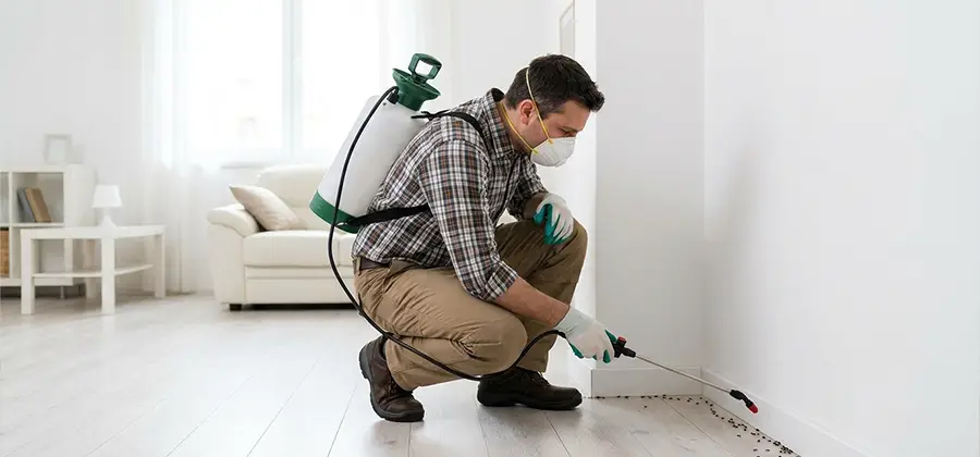 Seasonal Ant Infestation Control in Montclair