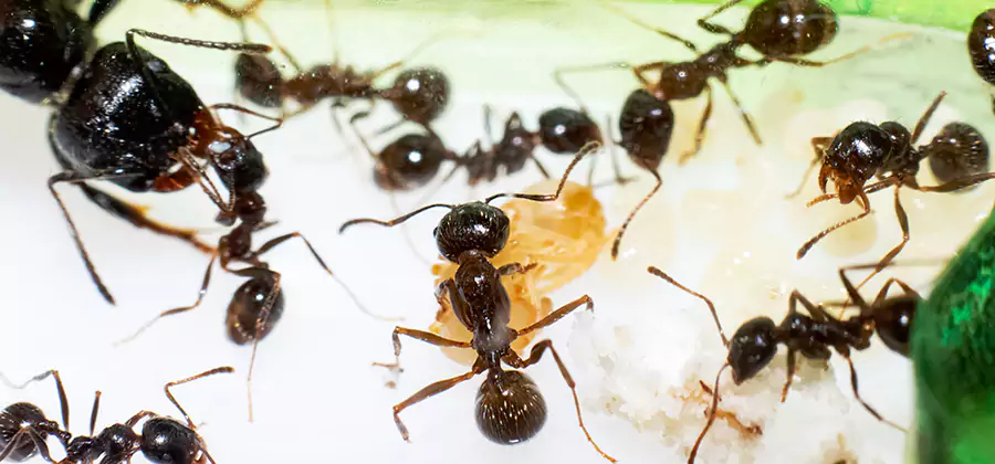 Argentine Ant Barrier Treatment in Montclair