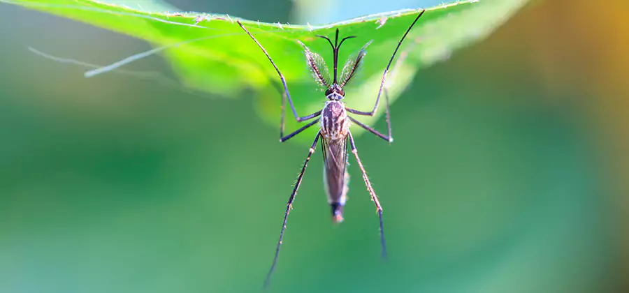 Natural Mosquito Spray for Yard in Montclair
