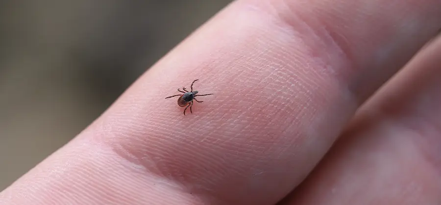 Infection Prevention for Bed Bug Bites in Montclair