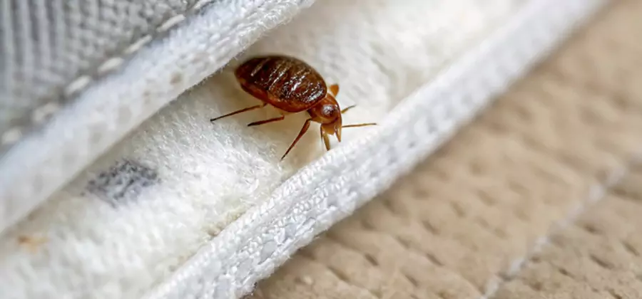 Tenting Bed Bug Fumigation in Montclair