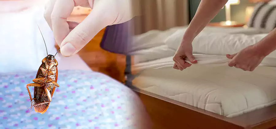 Bed Bug Home Extermination Service in Montclair