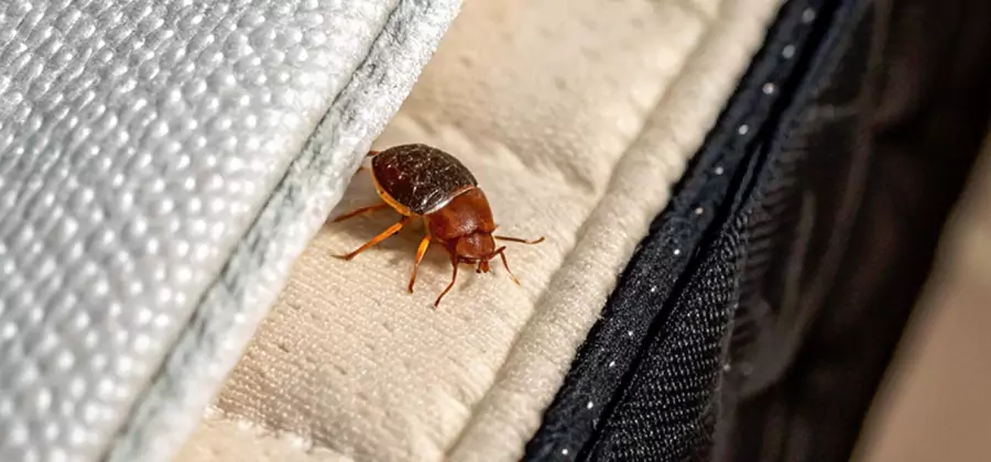 Commercial Bed Bug Control in Montclair