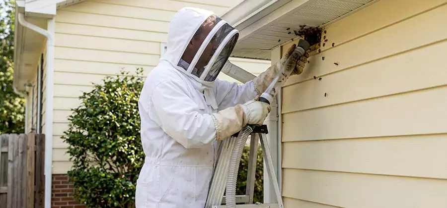 Ground Bee Removal in Montclair
