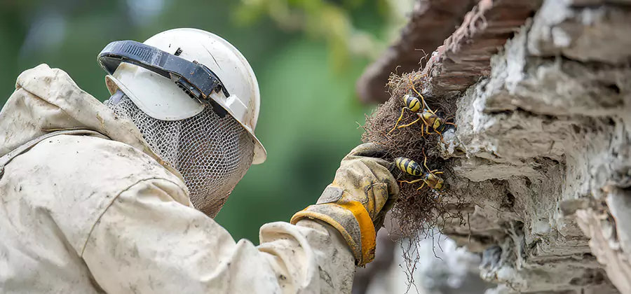 Bee and Wasp Hornet Removal in Montclair