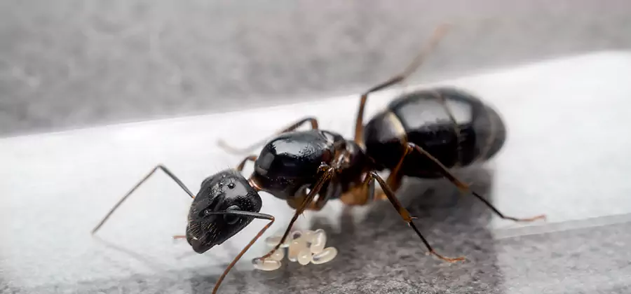 Black Ants in Kitchen Elimination in Montclair