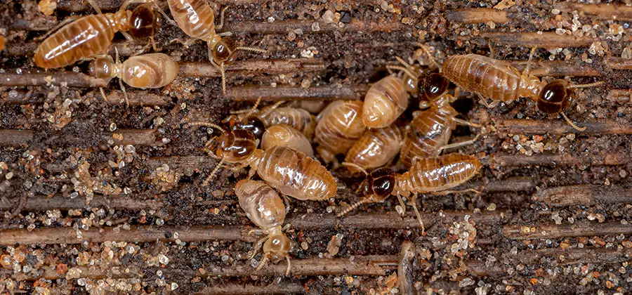 Bora Care Residential Termite Control in Montclair