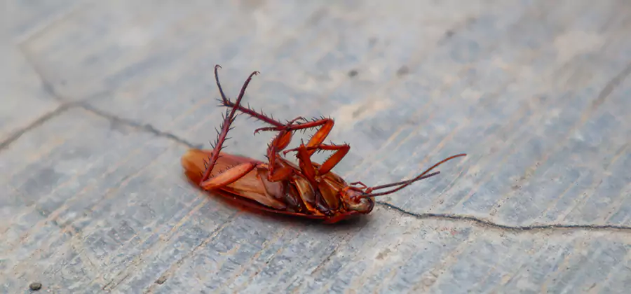 Cockroach Eradication for Commercial Properties in Montclair