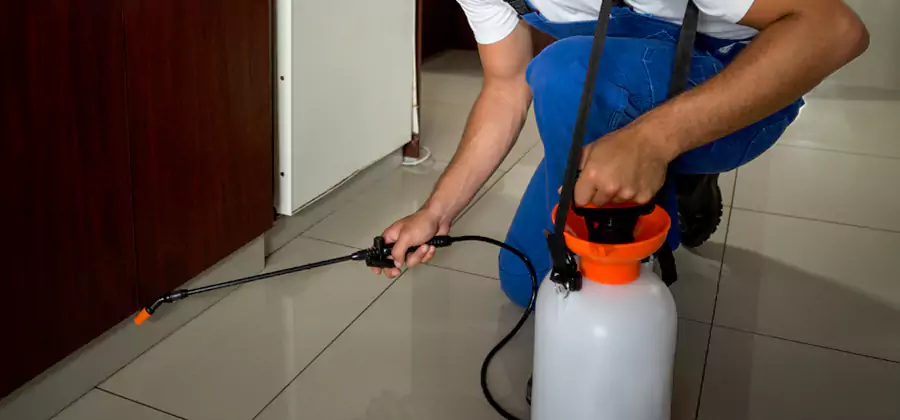 Palmetto Bug Exterminator in Montclair