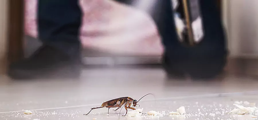 Roach House Treatment Montclair