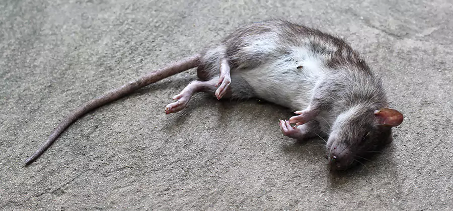 Dead Rat Disposal in Montclair