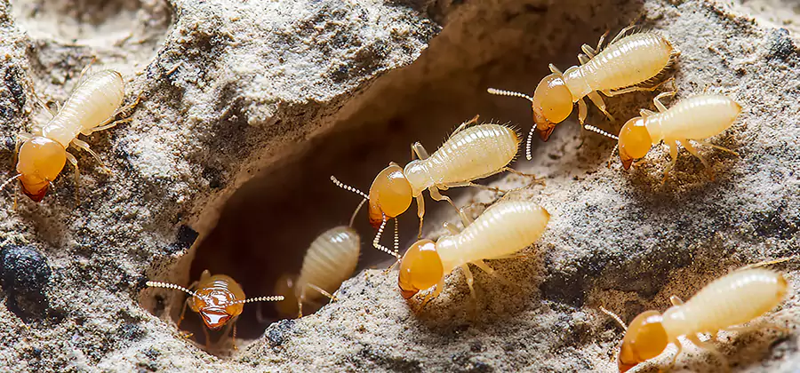 Termite Exterminator Services in Montclair