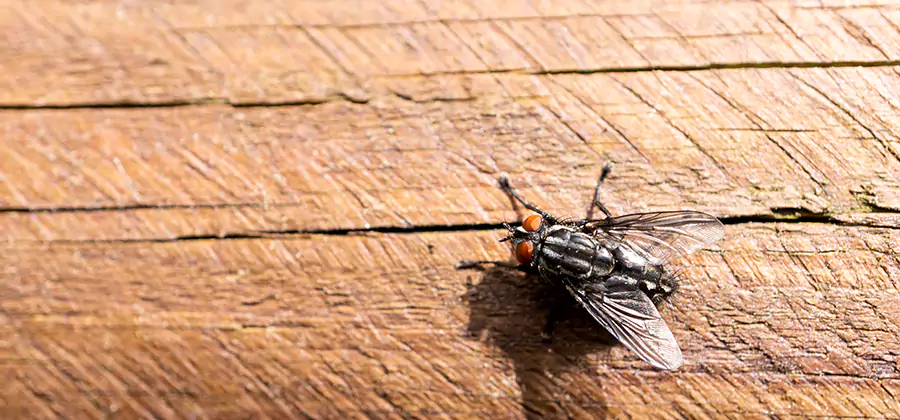 Flying Ant Barrier Treatment in Montclair
